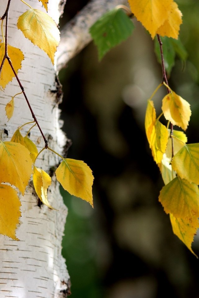 Обои листья, осень, береза, leaves, autumn, birch разрешение 1920x1200 Загрузить