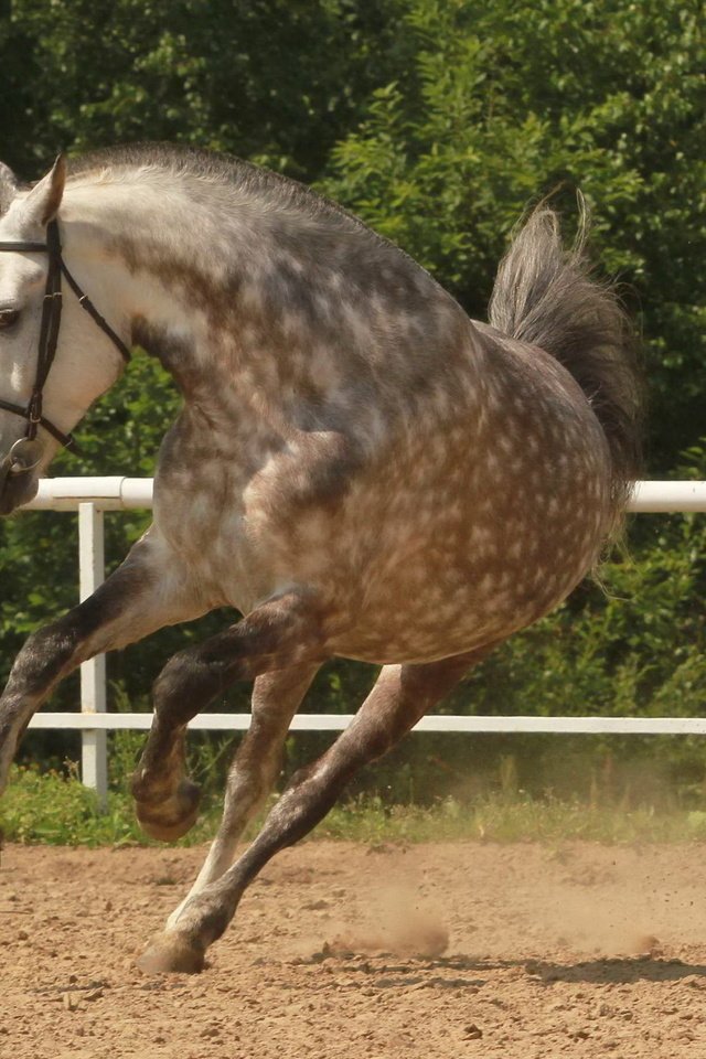 Обои лошадь, конь, грива, копыта, загон, лошадь.бег, horse, mane, hooves, corral, horse.running разрешение 2560x1600 Загрузить