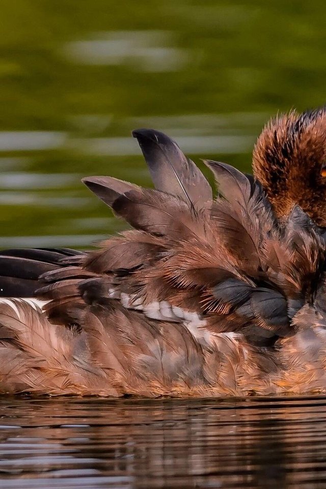 Обои вода, птица, перья, утка, water, bird, feathers, duck разрешение 1920x1200 Загрузить