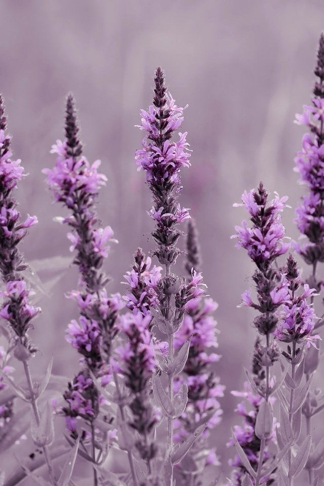 Обои цветы, природа, лаванда, луг, flowers, nature, lavender, meadow разрешение 2048x1356 Загрузить