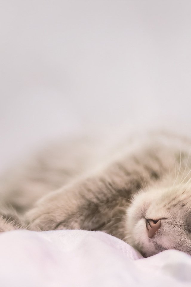 Обои кот, кошка, сон, серый, дом, уют, cat, sleep, grey, house, comfort разрешение 1920x1200 Загрузить