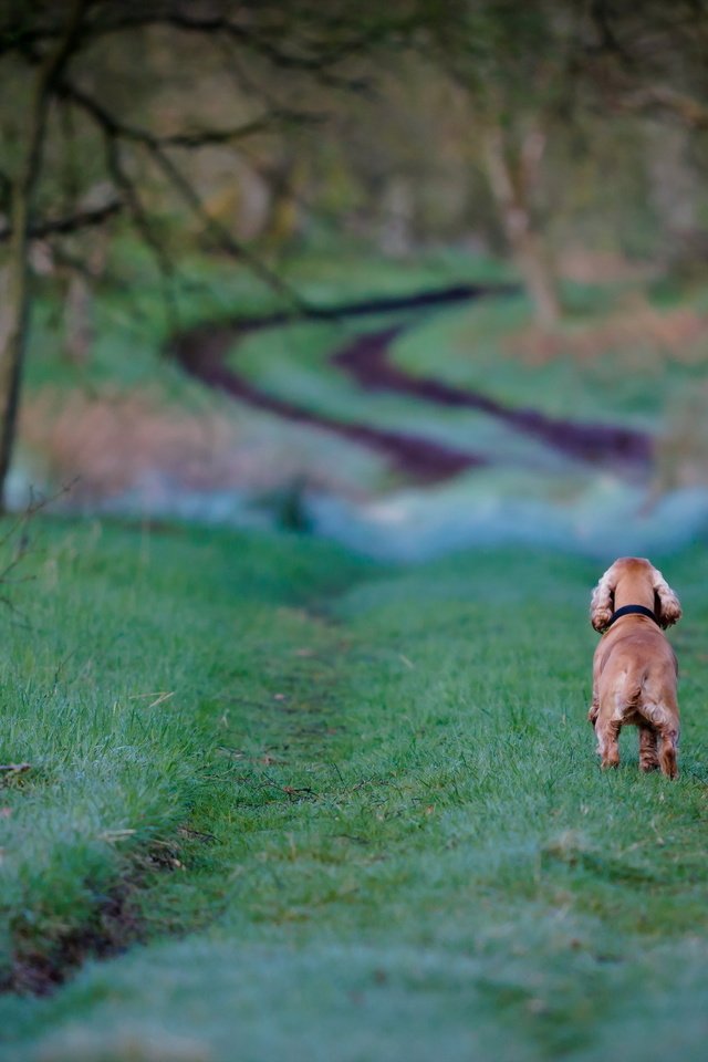 Обои дорога, трава, деревья, собака, кокер-спаниель, road, grass, trees, dog, cocker spaniel разрешение 2560x1600 Загрузить