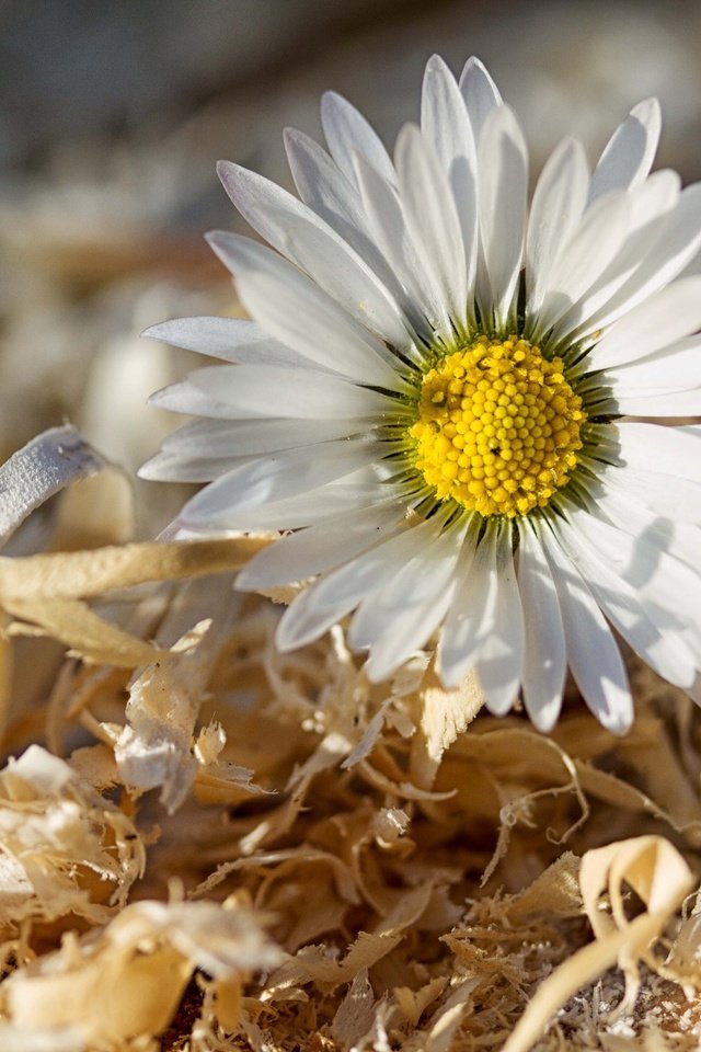 Обои макро, цветок, ромашка, опилки, macro, flower, daisy, sawdust разрешение 2592x1728 Загрузить