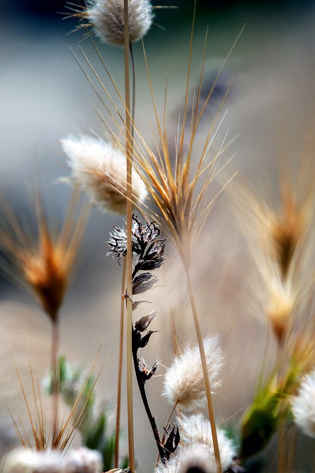 Обои трава, природа, растения, макро, поле, стебли, grass, nature, plants, macro, field, stems разрешение 2048x1152 Загрузить