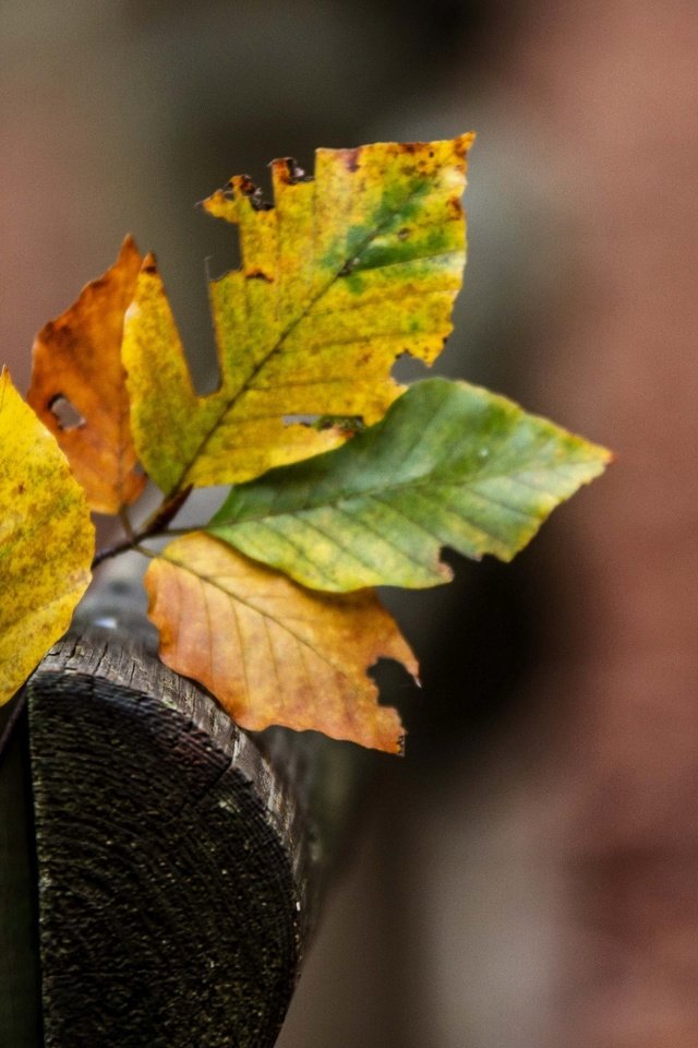 Обои ветка, природа, листья, разноцветные, осень, branch, nature, leaves, colorful, autumn разрешение 2590x1705 Загрузить