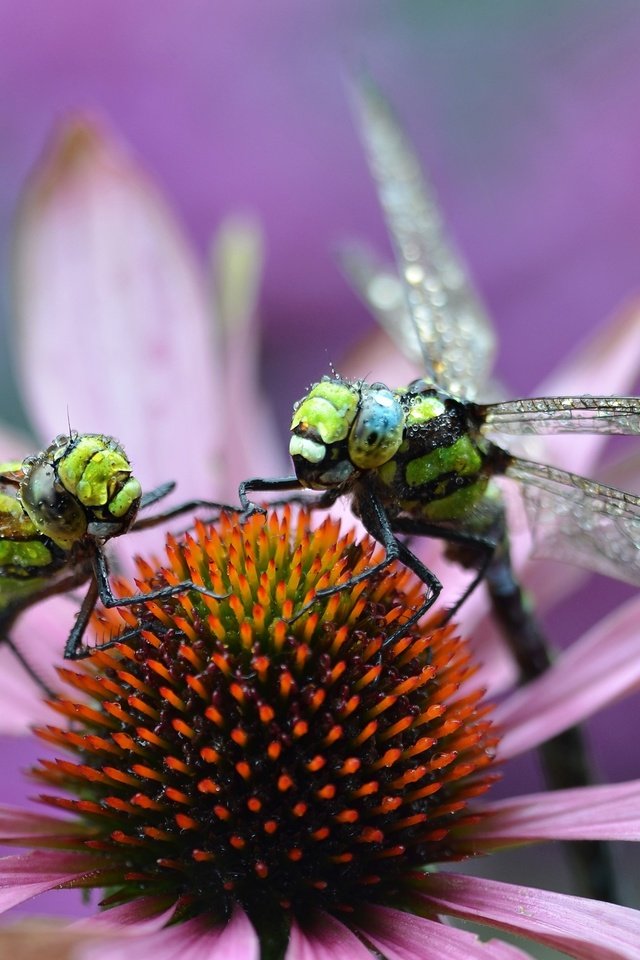 Обои макро, цветок, насекомые, стрекозы, macro, flower, insects, dragonflies разрешение 3879x2372 Загрузить