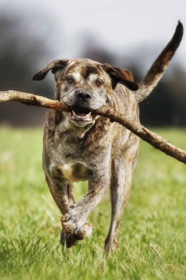 Обои трава, собака, бег, палка, итальянский мастиф, grass, dog, running, stick, italian mastiff разрешение 2048x1539 Загрузить