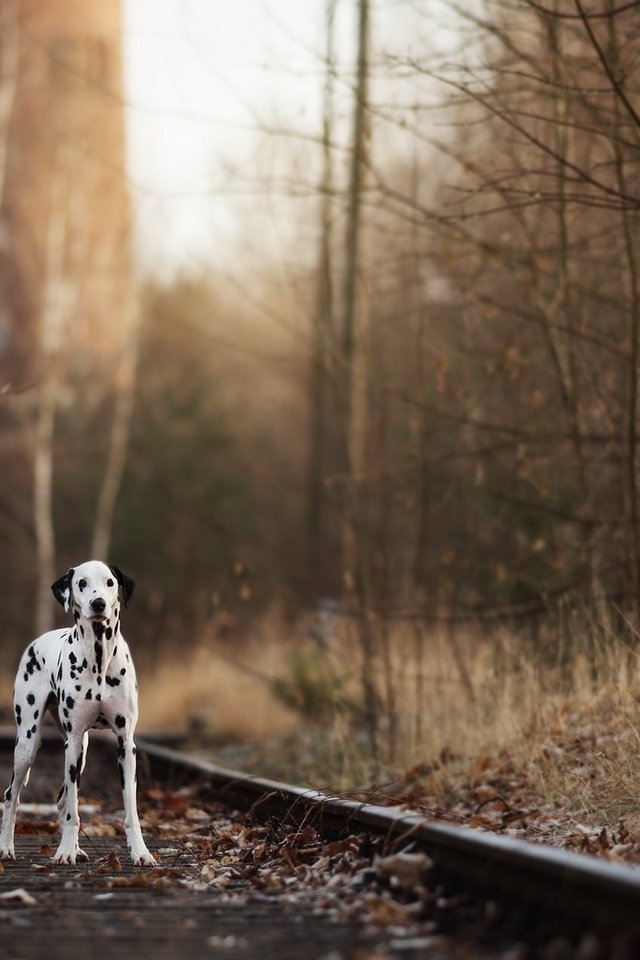 Обои железная дорога, природа, собака, далматин, далматинец, railroad, nature, dog, dalmatian, dalmatians разрешение 1920x1200 Загрузить