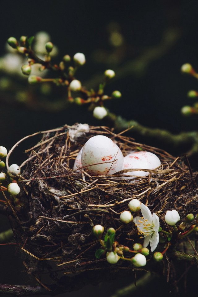 Обои природа, дерево, цветение, ветки, птицы, весна, яйца, гнездо, nature, tree, flowering, branches, birds, spring, eggs, socket разрешение 1920x1200 Загрузить