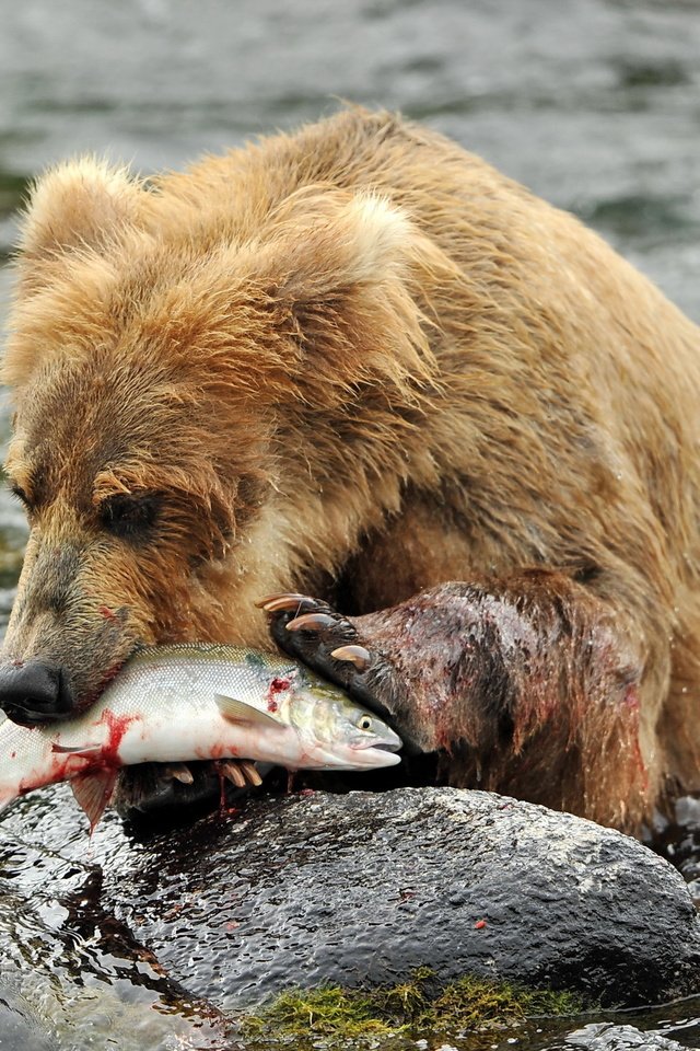 Обои река, медведь, камень, рыба, бурый медведь, в воде, river, bear, stone, fish, brown bear, in the water разрешение 2560x1600 Загрузить