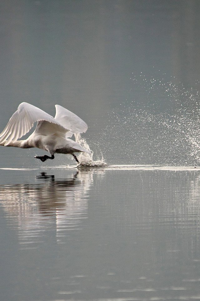 Обои вода, брызги, птицы, лебедь, water, squirt, birds, swan разрешение 2000x1345 Загрузить