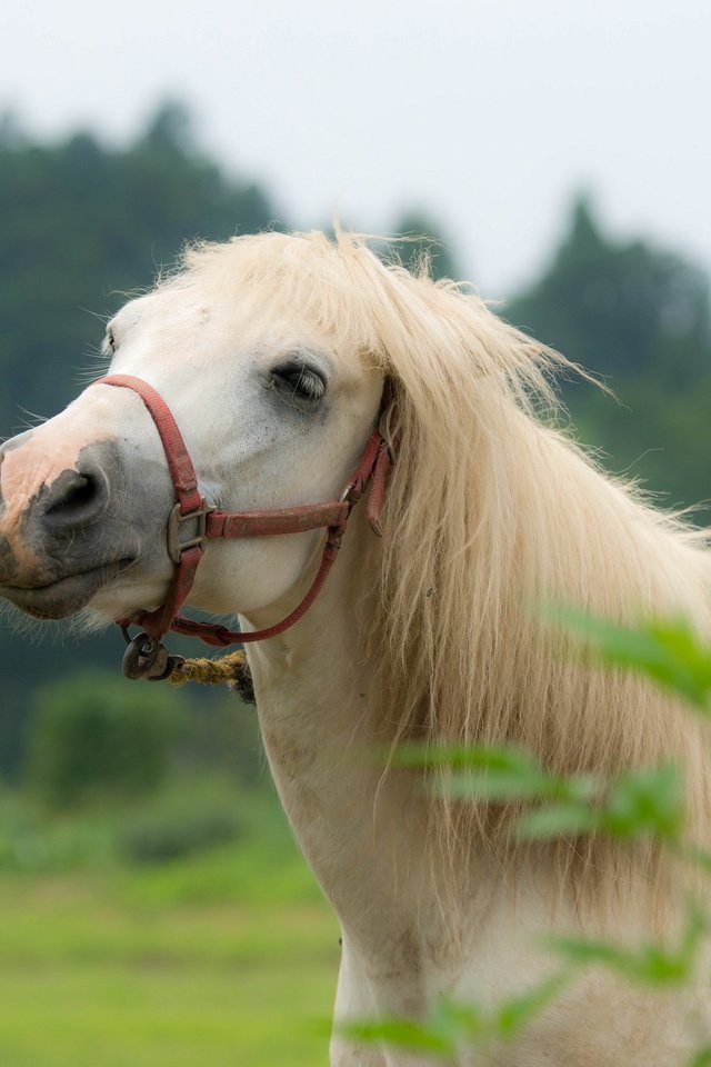 Обои лошадь, природа, конь, грива, horse, nature, mane разрешение 2560x1600 Загрузить