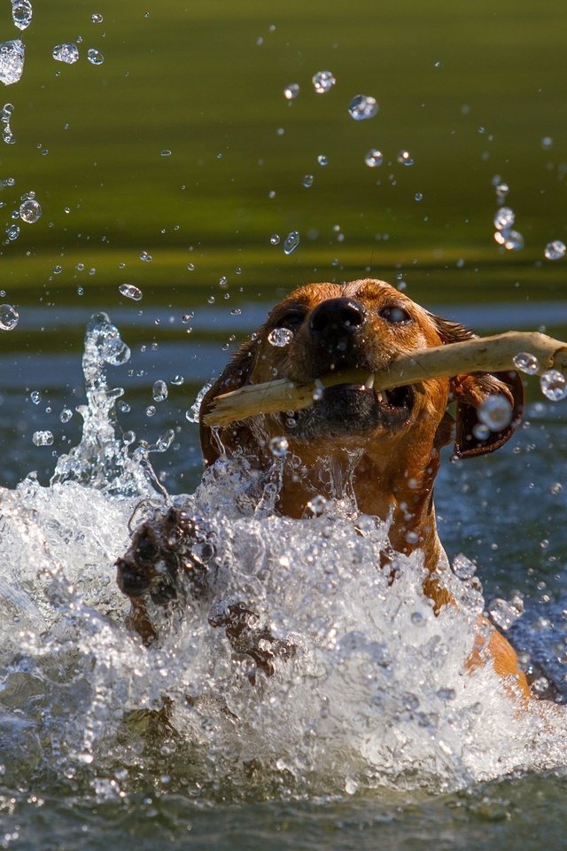 Обои морда, пасть, вода, собака, водоем, брызги, движение, игра, палка, face, mouth, water, dog, pond, squirt, movement, the game, stick разрешение 2800x1800 Загрузить