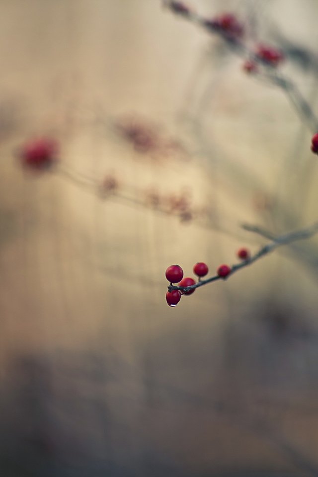 Обои ветка, природа, макро, капля, ягоды, плоды, branch, nature, macro, drop, berries, fruit разрешение 2560x1707 Загрузить