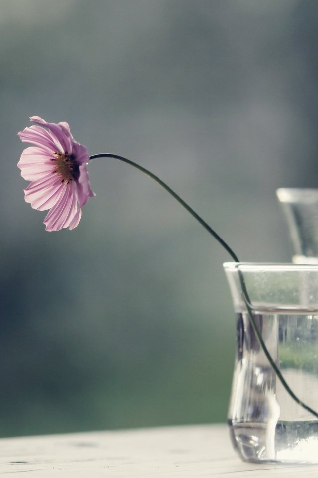 Обои вода, цветок, стекло, ваза, космея, water, flower, glass, vase, kosmeya разрешение 2560x1600 Загрузить