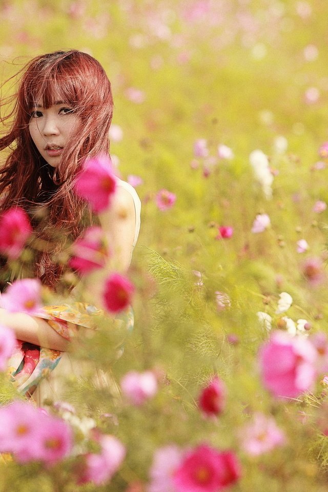 Обои цветы, девушка, луг, азиатка, космея, flowers, girl, meadow, asian, kosmeya разрешение 2560x1707 Загрузить