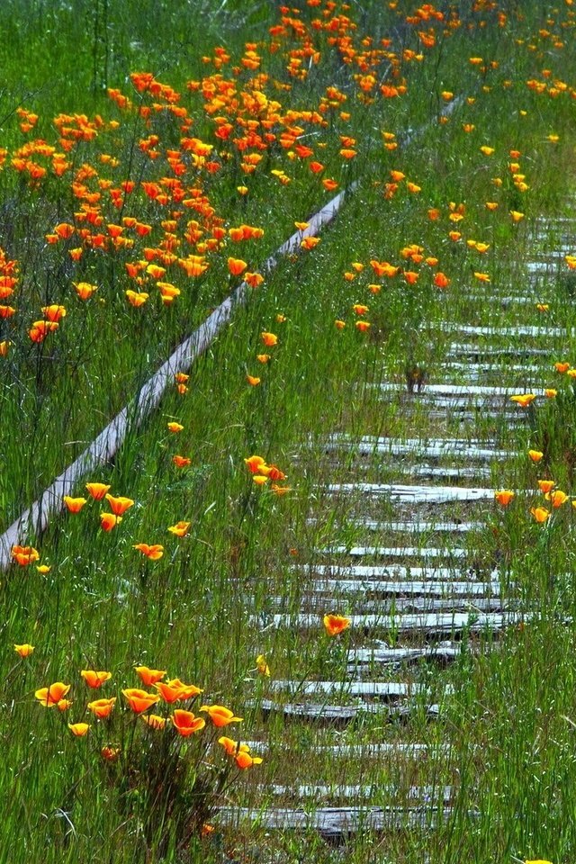 Обои цветы, трава, железная дорога, рельсы, природа, лето, маки, flowers, grass, railroad, rails, nature, summer, maki разрешение 1920x1200 Загрузить