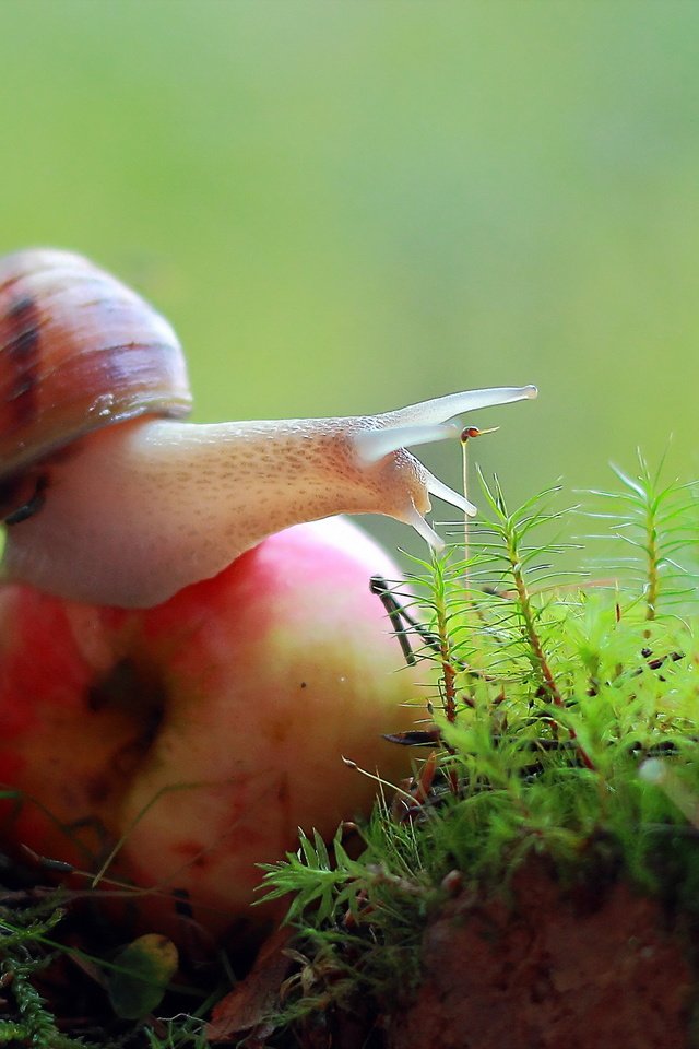 Обои природа, макро, мох, яблоко, улитка, nature, macro, moss, apple, snail разрешение 2560x1440 Загрузить