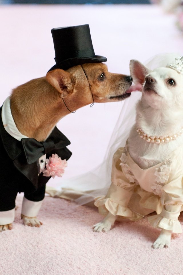 Обои платье, юмор, костюм, свадьба, собаки, чихуахуа, dress, humor, costume, wedding, dogs, chihuahua разрешение 4288x2848 Загрузить