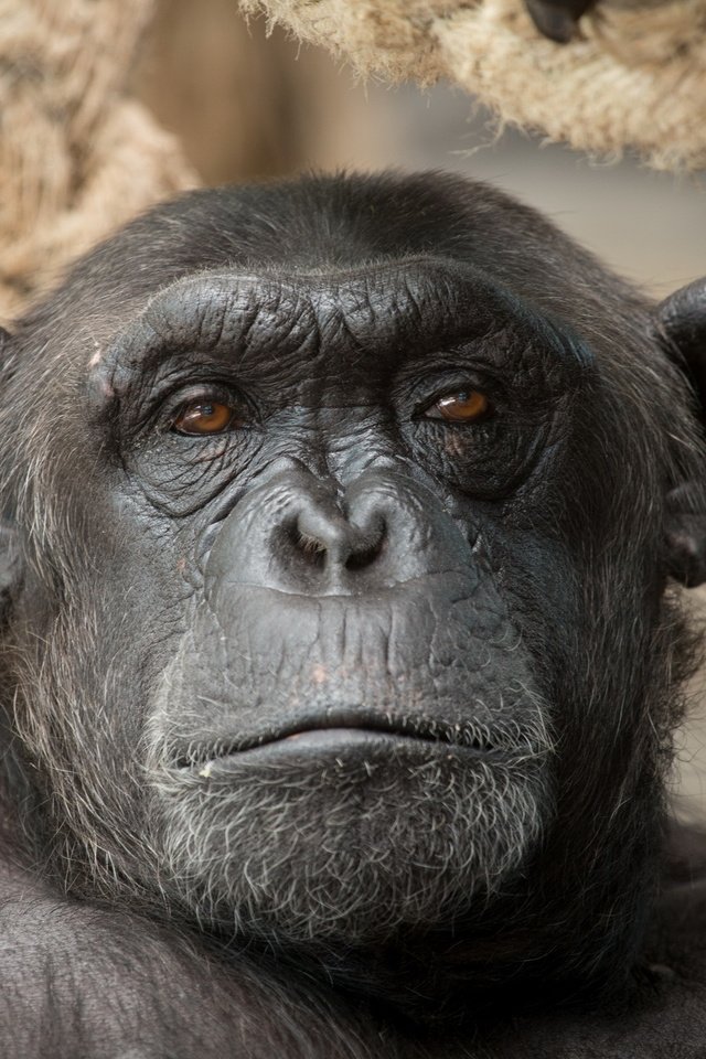 Обои природа, взгляд, обезьяна, шимпанзе, nature, look, monkey, chimpanzees разрешение 2560x1600 Загрузить
