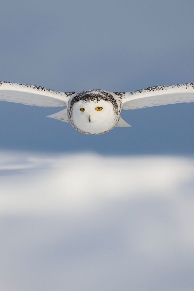 Обои сова, птицы, белая, полярная.полет, owl, birds, white, polar.flight разрешение 2880x1800 Загрузить