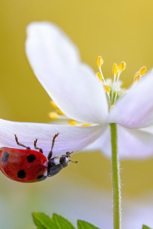 Обои природа, макро, насекомое, цветок, белый, божья коровка, nature, macro, insect, flower, white, ladybug разрешение 2047x1182 Загрузить