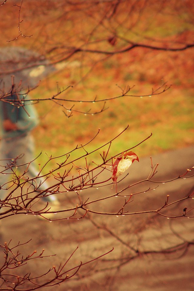 Обои природа, дерево, парк, ветки, осень, человек, дождь, зонт, nature, tree, park, branches, autumn, people, rain, umbrella разрешение 2048x1461 Загрузить