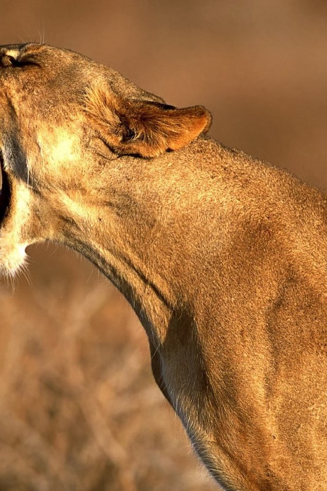 Обои клыки, хищник, профиль, большая кошка, лев, львица, рык, fangs, predator, profile, big cat, leo, lioness, roar разрешение 1920x1280 Загрузить