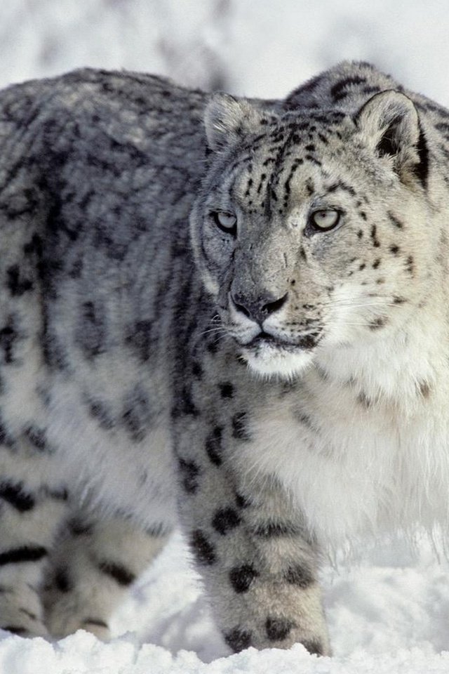 Обои хищник, снежный барс, ирбис, снежный леопард, predator, snow leopard, irbis разрешение 1920x1200 Загрузить
