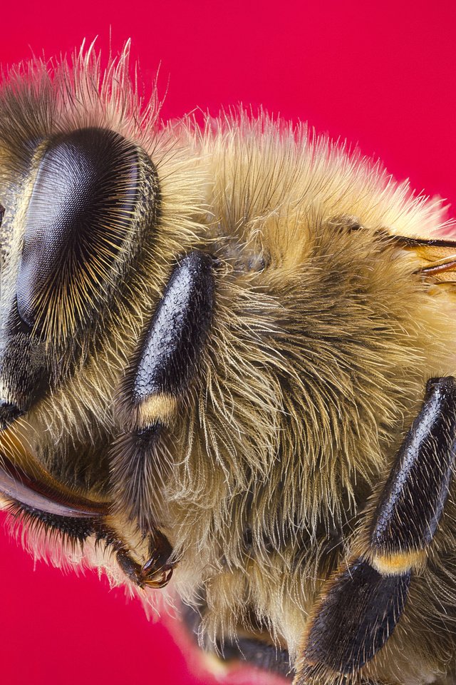 Обои макро, насекомое, крылья, пчела, красный фон, голова, macro, insect, wings, bee, red background, head разрешение 2048x1356 Загрузить