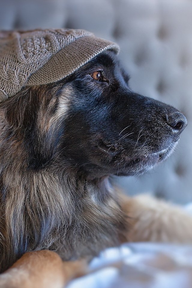 Обои собака, профиль, кепка, овчарка, dog, profile, cap, shepherd разрешение 1920x1200 Загрузить