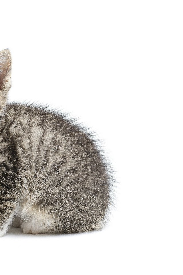 Обои котенок, серый, белый фон, малыш, kitty, grey, white background, baby разрешение 1920x1200 Загрузить
