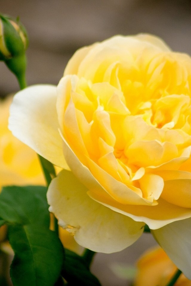 Обои цветы, макро, роза, лепестки, бутон, жёлтая, flowers, macro, rose, petals, bud, yellow разрешение 1920x1200 Загрузить