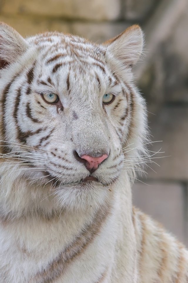 Обои тигр, взгляд, белый, хищник, большая кошка, tiger, look, white, predator, big cat разрешение 2048x1638 Загрузить