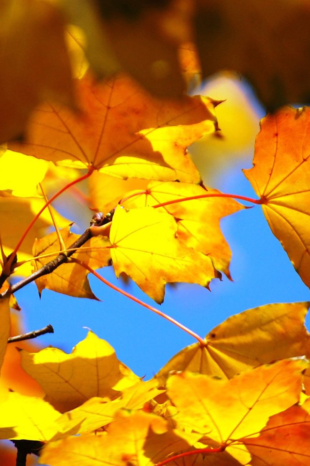 Обои небо, листья, осень, клен, the sky, leaves, autumn, maple разрешение 1920x1260 Загрузить