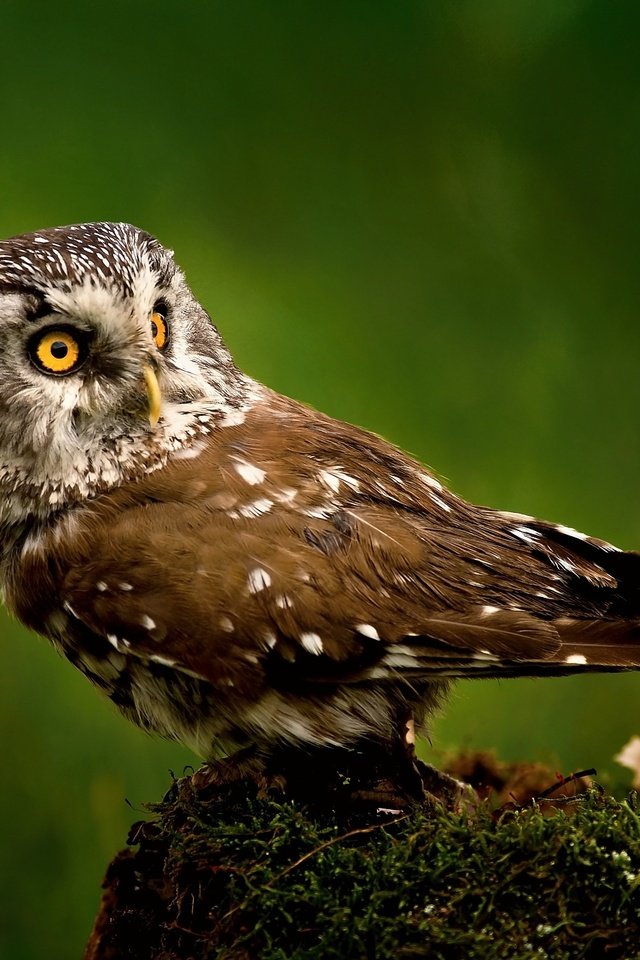 Обои сова, фон, птица, клюв, мох, перья, owl, background, bird, beak, moss, feathers разрешение 2000x1325 Загрузить