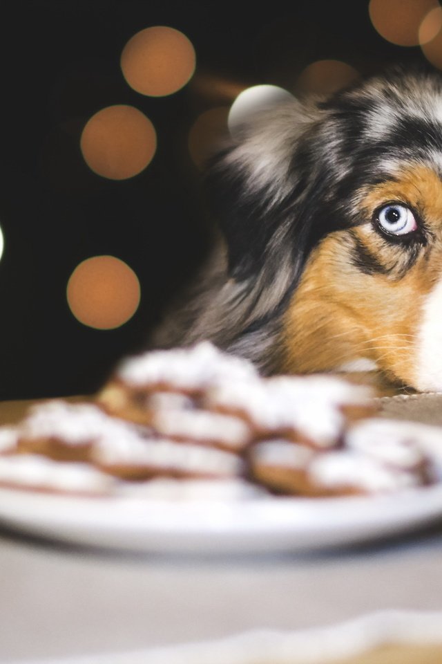 Обои взгляд, собака, печенье, австралийская овчарка, look, dog, cookies, australian shepherd разрешение 2047x1266 Загрузить