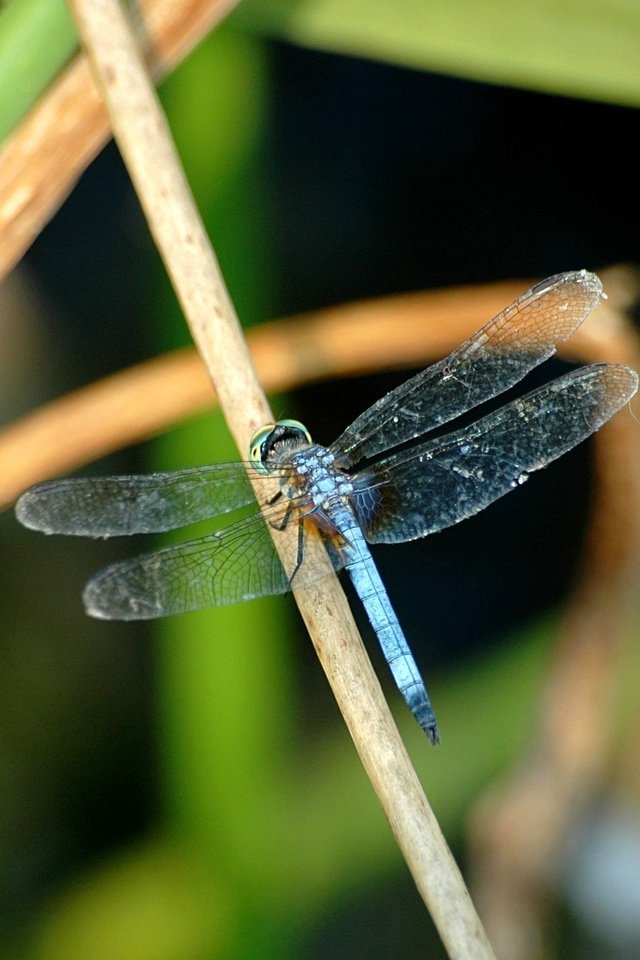 Обои трава, крылья, насекомые, стрекоза, grass, wings, insects, dragonfly разрешение 2560x1600 Загрузить