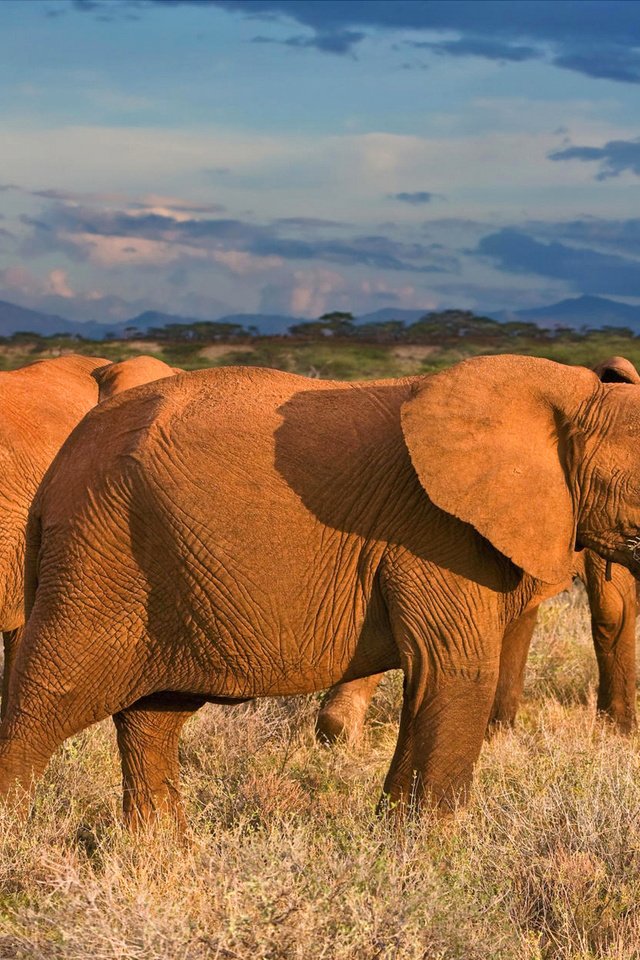 Обои облака, африка, слоны, саванна, clouds, africa, elephants, savannah разрешение 1920x1200 Загрузить