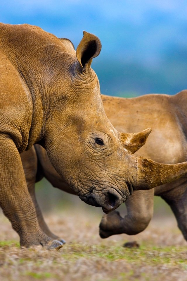 Обои животные, африка, семья, носороги, белый носорог, рог, animals, africa, family, rhinos, white rhino, horn разрешение 1920x1200 Загрузить