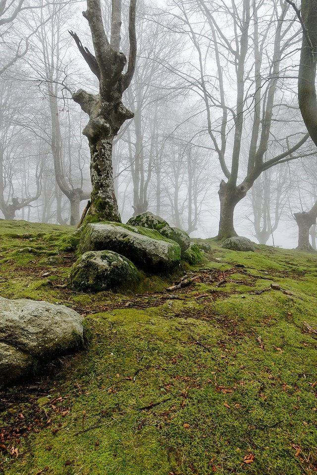 Обои деревья, природа, камни, лес, туман, мох, trees, nature, stones, forest, fog, moss разрешение 2000x1325 Загрузить