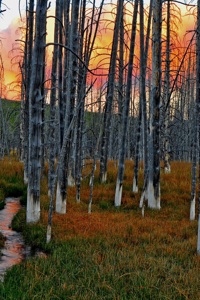 Обои небо, трава, деревья, лес, закат, ручей, the sky, grass, trees, forest, sunset, stream разрешение 3363x2396 Загрузить