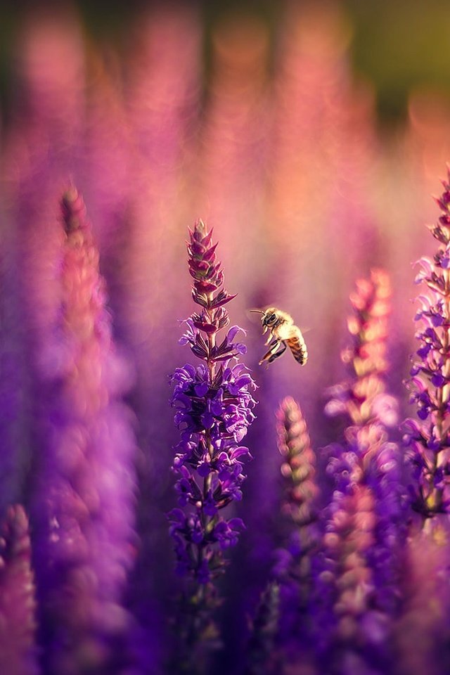 Обои цветы, природа, поле, лаванда, пчела, боке, сиреневые, flowers, nature, field, lavender, bee, bokeh, lilac разрешение 1920x1282 Загрузить