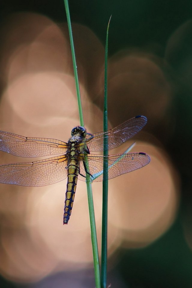 Обои трава, фон, блики, стрекоза, травинки, grass, background, glare, dragonfly разрешение 1920x1200 Загрузить