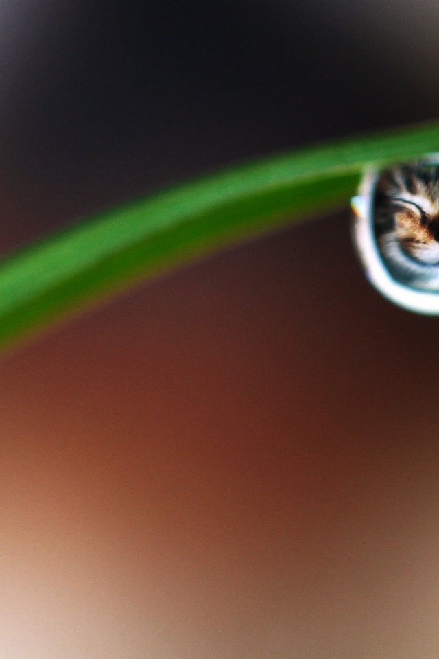 Обои трава, макро, улыбка, кот, капля, прикольная улыбка, grass, macro, smile, cat, drop, cool smile разрешение 2547x1200 Загрузить