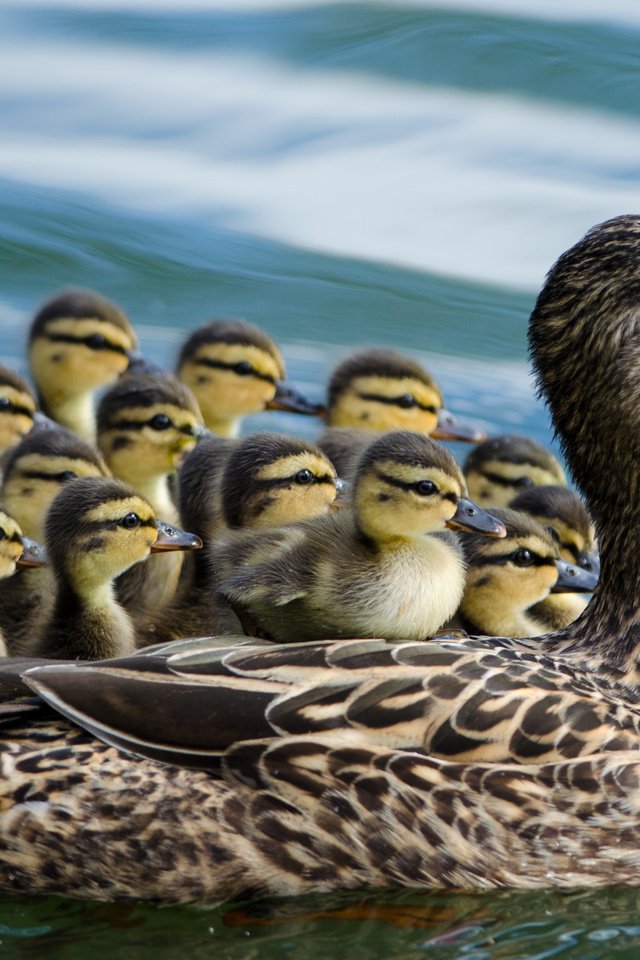 Обои вода, птицы, утята, утка, птенцы, кряква, water, birds, ducklings, duck, chicks, mallard разрешение 4319x2861 Загрузить