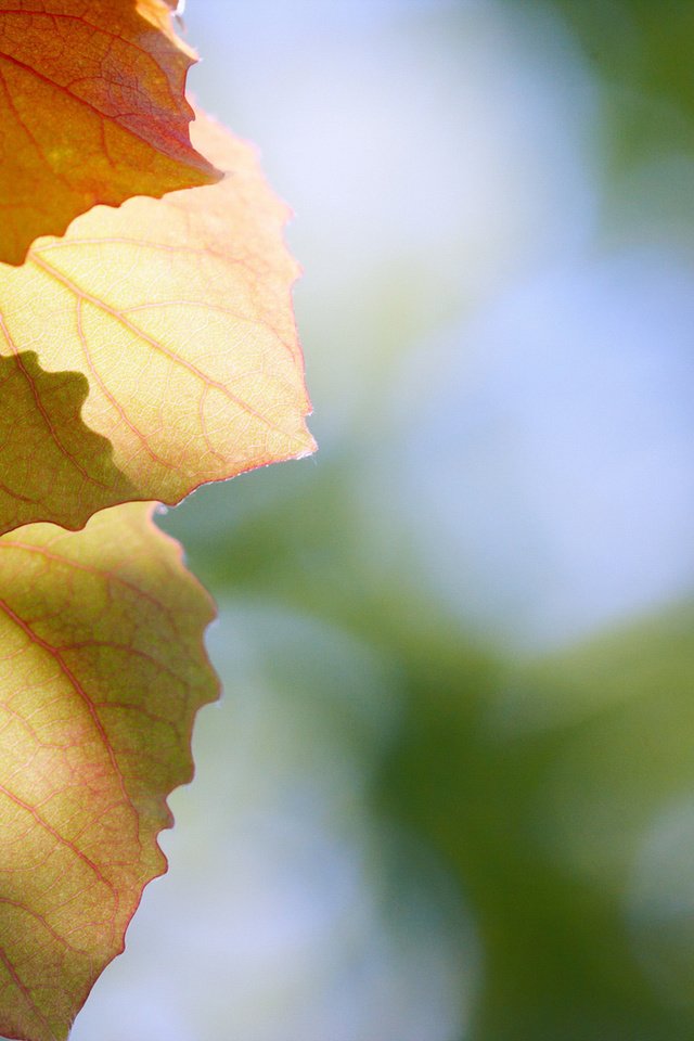 Обои природа, листья, макро, осень, блики, осенние листья, nature, leaves, macro, autumn, glare, autumn leaves разрешение 1920x1280 Загрузить