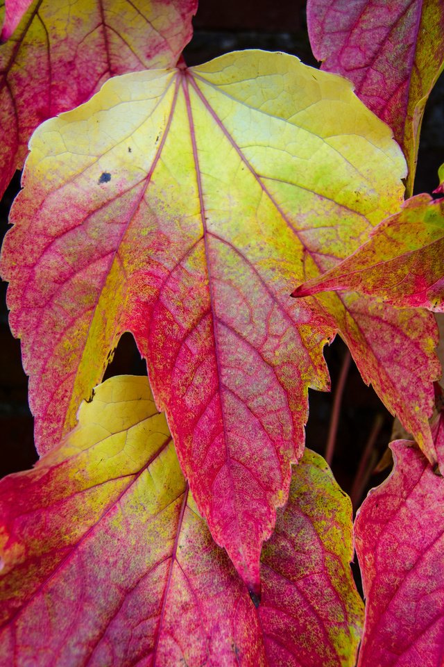 Обои природа, листья, разноцветные, осень, nature, leaves, colorful, autumn разрешение 2048x1356 Загрузить