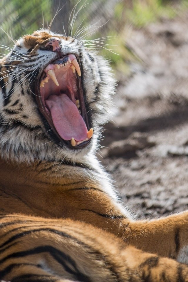 Обои тигр, клыки, хищник, зевает, зоопарк, дикая кошка, tiger, fangs, predator, yawns, zoo, wild cat разрешение 2048x1357 Загрузить
