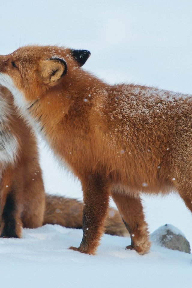 Обои снег, зима, животные, пара, хищники, лисы, snow, winter, animals, pair, predators, fox разрешение 1920x1281 Загрузить